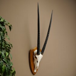 Oryx (Oryx gazella) Horn length 87 cm Antelope Oryx Africa Skull trophy Trophy shield 88.3.115