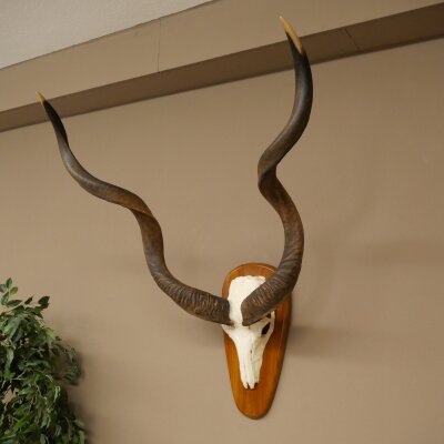 Kudu (Tragelaphus strepsiceros) Antilope Hoogte 116 cm Hoorns los Skelet-trofee Afrika Trofee 88.2.64
