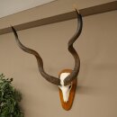 Kudu (Tragelaphus strepsiceros) Antilope Hoogte 116 cm...