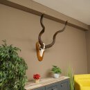 Kudu (Tragelaphus strepsiceros) Antilope Hoogte 116 cm Hoorns los Skelet-trofee Afrika Trofee 88.2.64