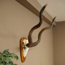 Kudu (Tragelaphus strepsiceros) Antilope Hoogte 116 cm Hoorns los Skelet-trofee Afrika Trofee 88.2.64