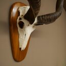 Kudu (Tragelaphus strepsiceros) Antilope Hoogte 116 cm Hoorns los Skelet-trofee Afrika Trofee 88.2.64