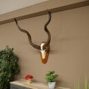 Kudu (Tragelaphus strepsiceros) Antilope Hoogte 116 cm Hoorns los Skelet-trofee Afrika Trofee 88.2.64