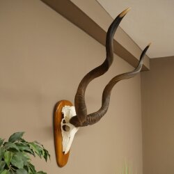 Kudu (Tragelaphus strepsiceros) Antilope Hoogte 116 cm Hoorns los Skelet-trofee Afrika Trofee 88.2.64