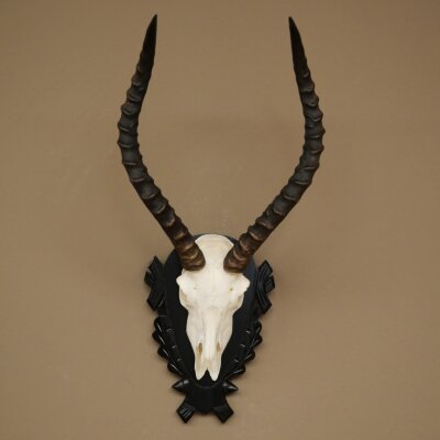 Trofeo de cráneo de antílope impala (Aepyceros), 48 cm de altura, con placa tallada, 88.4.72