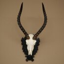 Trofeo de cráneo de antílope impala (Aepyceros), 48 cm de altura, con placa tallada, 88.4.72