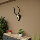 Trofeo de cráneo de antílope impala (Aepyceros), 48 cm de altura, con placa tallada, 88.4.72