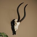 Trofeo de cráneo de antílope impala (Aepyceros), 48 cm de altura, con placa tallada, 88.4.72