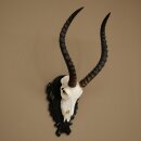 Trofeo de cráneo de antílope impala (Aepyceros), 48 cm de altura, con placa tallada, 88.4.72