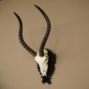 Trofeo de cráneo de antílope impala (Aepyceros), 48 cm de altura, con placa tallada, 88.4.72