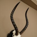 Trofeo de cráneo de antílope impala (Aepyceros), 48 cm de altura, con placa tallada, 88.4.72
