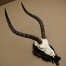 Trofeo de cráneo de antílope impala (Aepyceros), 48 cm de altura, con placa tallada, 88.4.72
