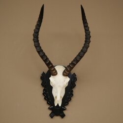 Trofeo de cráneo de antílope impala (Aepyceros), 48 cm de altura, con placa tallada, 88.4.72