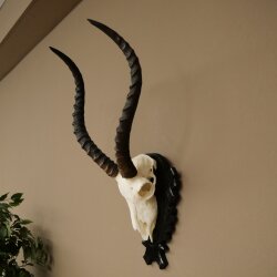 Trofeo de cráneo de antílope impala (Aepyceros), 48 cm de altura, con placa tallada, 88.4.72