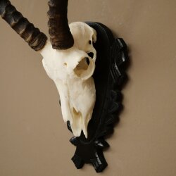 Trofeo de cráneo de antílope impala (Aepyceros), 48 cm de altura, con placa tallada, 88.4.72