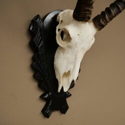 Trofeo de cráneo de antílope impala (Aepyceros), 48 cm de altura, con placa tallada, 88.4.72
