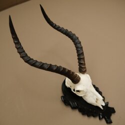 Trofeo de cráneo de antílope impala (Aepyceros), 48 cm de altura, con placa tallada, 88.4.72