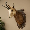 Testa di camoscio, camoscio, testa di camoscio, camoscio...