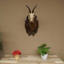 Testa di camoscio, camoscio, testa di camoscio, camoscio SL 23,2 cm, testa imbalsamata su scudo trofeo intagliato 85.13.70