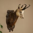 Testa di camoscio, camoscio, testa di camoscio, camoscio SL 23,2 cm, testa imbalsamata su scudo trofeo intagliato 85.13.70