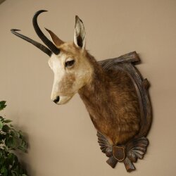 Testa di camoscio, camoscio, testa di camoscio, camoscio SL 23,2 cm, testa imbalsamata su scudo trofeo intagliato 85.13.70