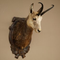Testa di camoscio, camoscio, testa di camoscio, camoscio SL 23,2 cm, testa imbalsamata su scudo trofeo intagliato 85.13.70