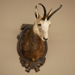 Testa di camoscio, camoscio, testa di camoscio, camoscio SL 23,2 cm, testa imbalsamata su scudo trofeo intagliato 85.13.70