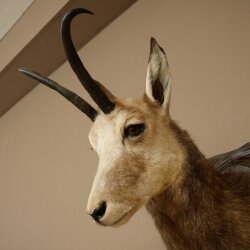 Testa di camoscio, camoscio, testa di camoscio, camoscio SL 23,2 cm, testa imbalsamata su scudo trofeo intagliato 85.13.70