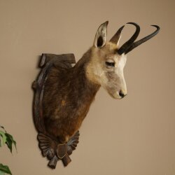 Testa di camoscio, camoscio, testa di camoscio, camoscio SL 23,2 cm, testa imbalsamata su scudo trofeo intagliato 85.13.70