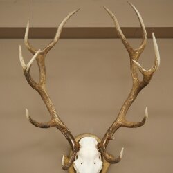 Rothirschgeweih ung. 14 ender Hirsch Höhe 125 cm Hirschgeweih Geweih auf geschnitztem Trophäenschild