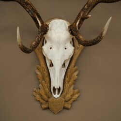 Rothirschgeweih ung. 14 ender Hirsch Höhe 125 cm Hirschgeweih Geweih auf geschnitztem Trophäenschild
