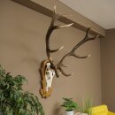Rothirschgeweih 12 ender Hirsch Deko Medaille bronzefarben Höhe 117 cm Hirschgeweih Geweih auf geschnitztem Trophäenschild