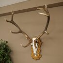 Rothirschgeweih 12 ender Hirsch Deko Medaille bronzefarben Höhe 117 cm Hirschgeweih Geweih auf geschnitztem Trophäenschild