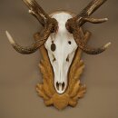 Rothirschgeweih 12 ender Hirsch Deko Medaille bronzefarben Höhe 117 cm Hirschgeweih Geweih auf geschnitztem Trophäenschild