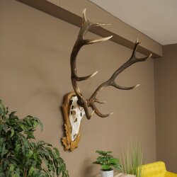 Rothirschgeweih 12 ender Hirsch Deko Medaille bronzefarben Höhe 117 cm Hirschgeweih Geweih auf geschnitztem Trophäenschild