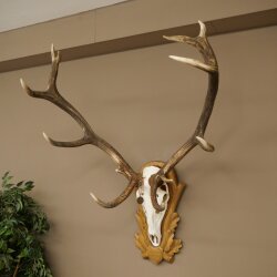 Rothirschgeweih 12 ender Hirsch Deko Medaille bronzefarben Höhe 117 cm Hirschgeweih Geweih auf geschnitztem Trophäenschild