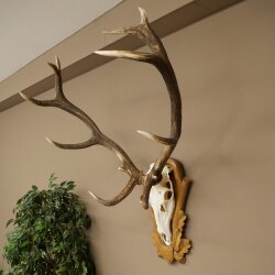 Rothirschgeweih 12 ender Hirsch Deko Medaille bronzefarben Höhe 117 cm Hirschgeweih Geweih auf geschnitztem Trophäenschild