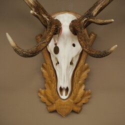 Rothirschgeweih 12 ender Hirsch Deko Medaille bronzefarben Höhe 117 cm Hirschgeweih Geweih auf geschnitztem Trophäenschild