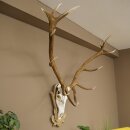 Rothirschgeweih 14 ender Hirsch Medaille silberfarben Höhe 135 cm Hirschgeweih Geweih auf geschnitztem Trophäenschild