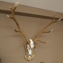 Rothirschgeweih 14 ender Hirsch Medaille silberfarben Höhe 135 cm Hirschgeweih Geweih auf geschnitztem Trophäenschild