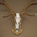 Rothirschgeweih 14 ender Hirsch Medaille silberfarben Höhe 135 cm Hirschgeweih Geweih auf geschnitztem Trophäenschild