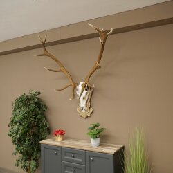 Rothirschgeweih 14 ender Hirsch Medaille silberfarben Höhe 135 cm Hirschgeweih Geweih auf geschnitztem Trophäenschild