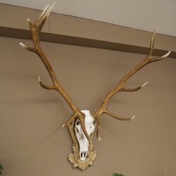 Rothirschgeweih 14 ender Hirsch Medaille silberfarben Höhe 135 cm Hirschgeweih Geweih auf geschnitztem Trophäenschild