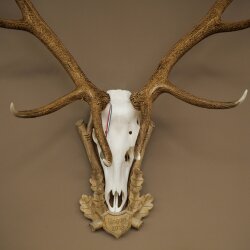 Rothirschgeweih 14 ender Hirsch Medaille silberfarben Höhe 135 cm Hirschgeweih Geweih auf geschnitztem Trophäenschild