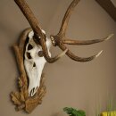 Rothirschgeweih 10 ender Hirsch Medaille bronzefarben Höhe 135 cm Hirschgeweih Geweih auf geschnitztem Trophäenschild