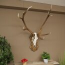 Rothirschgeweih 10 ender Hirsch Medaille bronzefarben Höhe 135 cm Hirschgeweih Geweih auf geschnitztem Trophäenschild