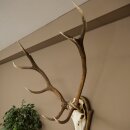 Rothirschgeweih 10 ender Hirsch Medaille bronzefarben Höhe 135 cm Hirschgeweih Geweih auf geschnitztem Trophäenschild