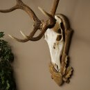 Rothirschgeweih 10 ender Hirsch Medaille bronzefarben Höhe 135 cm Hirschgeweih Geweih auf geschnitztem Trophäenschild