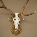 Rothirschgeweih 10 ender Hirsch Medaille bronzefarben Höhe 135 cm Hirschgeweih Geweih auf geschnitztem Trophäenschild