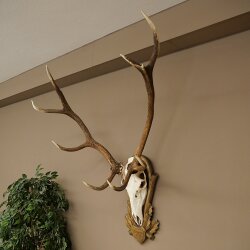Rothirschgeweih 10 ender Hirsch Medaille bronzefarben Höhe 135 cm Hirschgeweih Geweih auf geschnitztem Trophäenschild